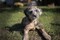 Puppies-IMG_3639.CR2.b.jpg (image/jpeg, 2209460 B)