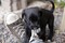 Puppies-_MG_2687.JPG (image/jpeg, 917262 B)