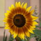 Random Nature Photos-DSC03332b.jpg (image/jpeg, 1410816 B)