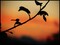 Random Nature Photos-img_2150_b_818_2.jpg (image/jpeg, 55475 B)