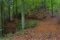 Random Nature Photos-waldkurve.jpg (image/jpeg, 2301946 B)