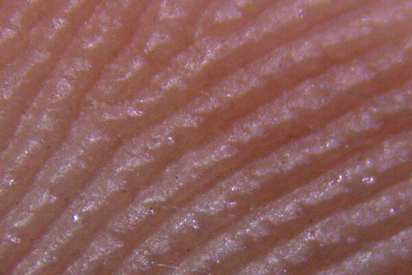 Macro Pictures-IMG_4429b.jpeg (image/jpeg, 141767 B)