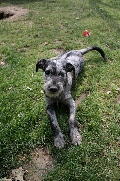 Puppies-IMG_0387b.JPG (image/jpeg, 2841783 B)