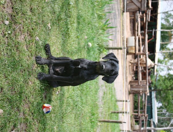 Puppies-IMG_0411b.JPG (image/jpeg, 573924 B)