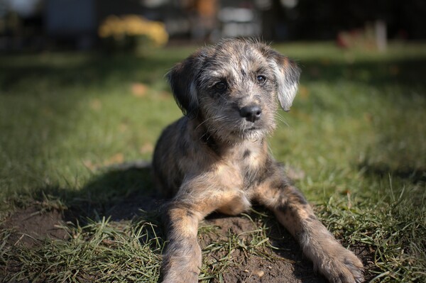 Puppies-IMG_3639.CR2.b.jpg (image/jpeg, 2209460 B)