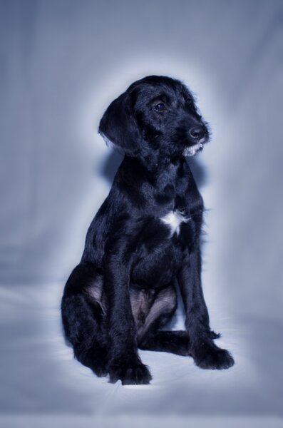 Puppies-Julius.JPG (image/jpeg, 265523 B)