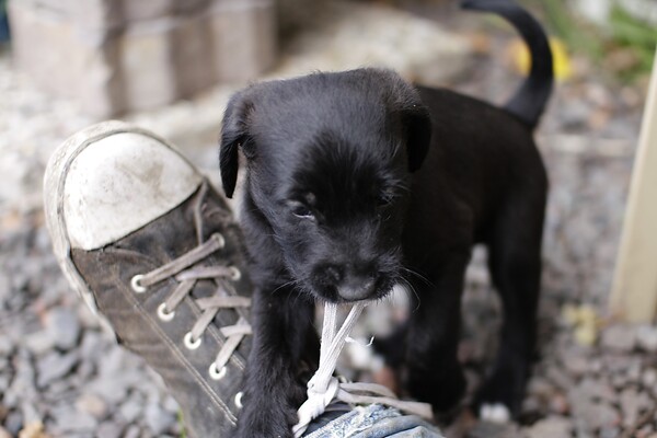 Puppies-_MG_2687.JPG (image/jpeg, 917262 B)
