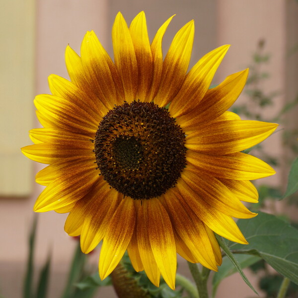 Random Nature Photos-DSC03332b.jpg (image/jpeg, 1410816 B)